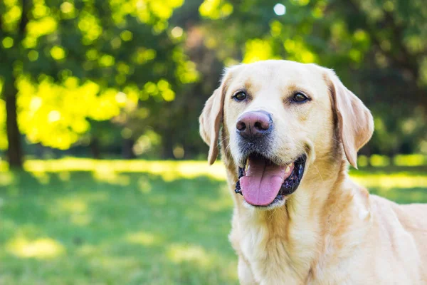 Parkta gülümseyen labrador köpeği oynuyor.