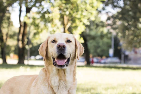 Parkta gülümseyen labrador köpeği oynuyor.