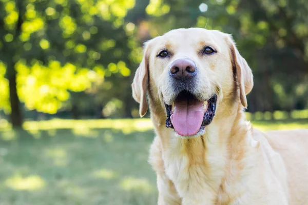 Uśmiechnięty Pies Labrador Parku Miejskim Bawi Się — Zdjęcie stockowe