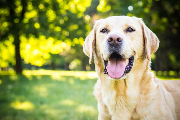 Sonriente Perro Labrador Parque Ciudad Jugando — Foto de Stock