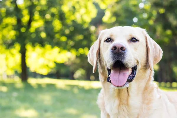Χαμογελώντας Λαμπραντόρ Σκυλί Στο Πάρκο Της Πόλης — Φωτογραφία Αρχείου