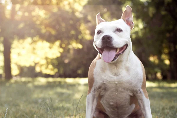 Ritratto Felice Carino American Staffordshire Terrier — Foto Stock