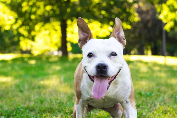 Dost canlısı köpek gülümsemesi, kameraya bakıyor. Halk parkında oynamak