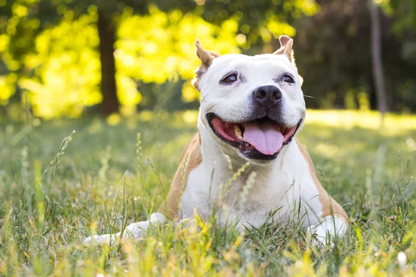Dost canlısı köpek gülümsemesi, kameraya bakıyor. Halk parkında oynamak