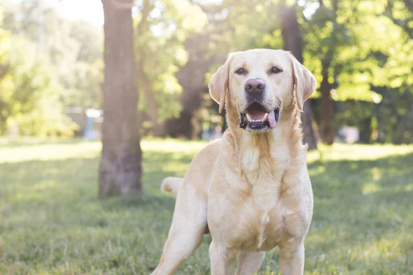 Parkta gülümseyen labrador köpeği.