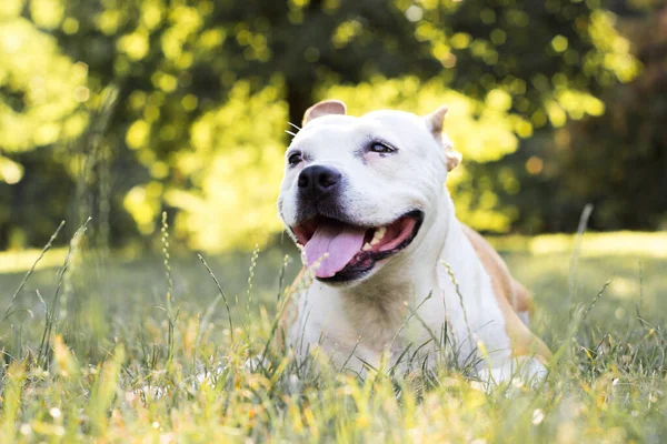 Sorriso Cão Amigável Olhando Para Câmera Brincando Parque Público — Fotografia de Stock