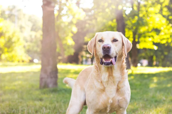 Parkta gülümseyen labrador köpeği.