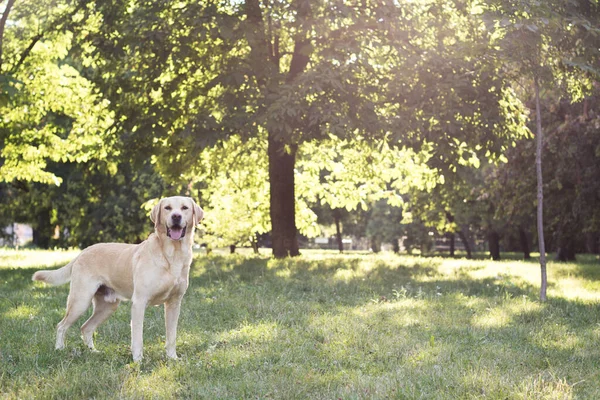 Smiling labrador dog in the city park