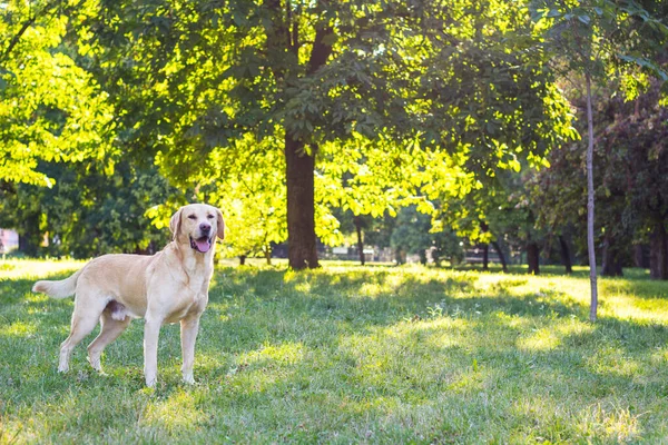 Smiling labrador dog in the city park
