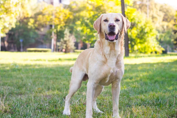 Parkta gülümseyen labrador köpeği.