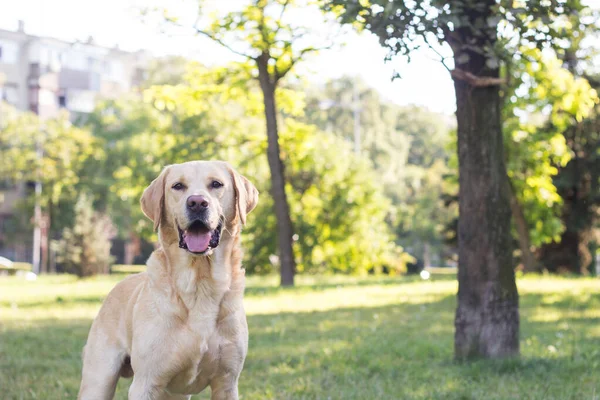 Parkta gülümseyen labrador köpeği.