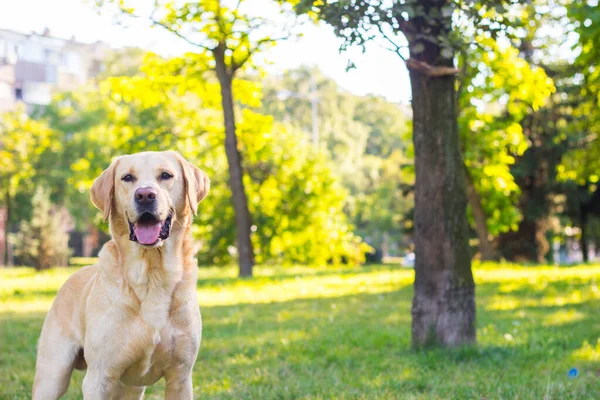 Parkta gülümseyen labrador köpeği.