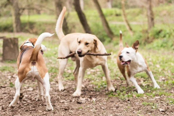Staffordshire Labrador Beagle Jugando Parque —  Fotos de Stock