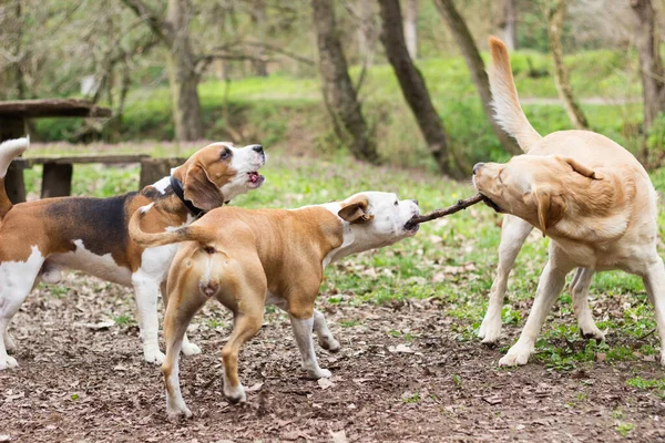 Staffordshire, Labrador ve Beagle parkta oynuyor