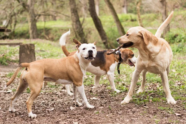 Staffordshire, Labrador ve Beagle parkta oynuyor