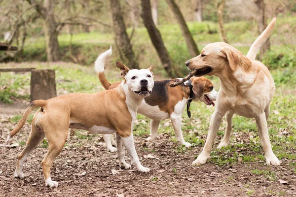 Staffordshire, Labrador ve Beagle parkta oynuyor