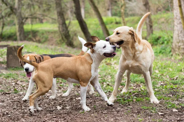 Staffordshire, Labrador ve Beagle parkta oynuyor