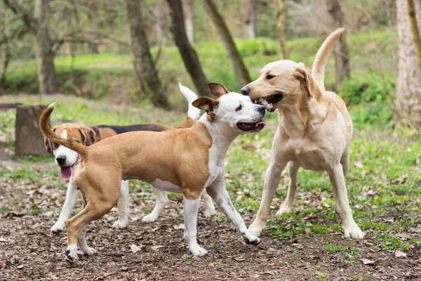 Staffordshire Labrador Beagle Brincando Parque — Fotografia de Stock