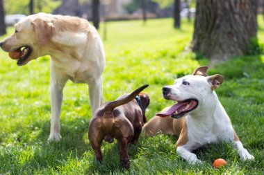 Farklı köpek cinsleri birlikte eğlenir..