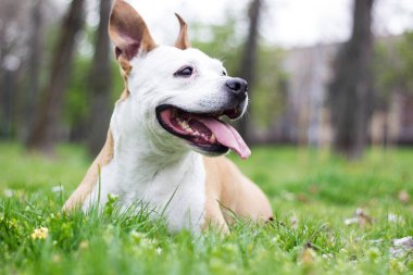 Mutlu ve şirin Amerikan Staffordshire Teriyerinin portresi