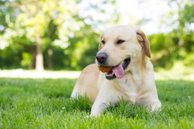 Parktaki güzel Labrador av köpeği, güneşli bir gün.