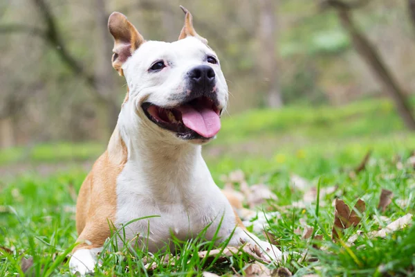 Portret Van Blije Schattige Amerikaanse Staffordshire Terrier — Stockfoto
