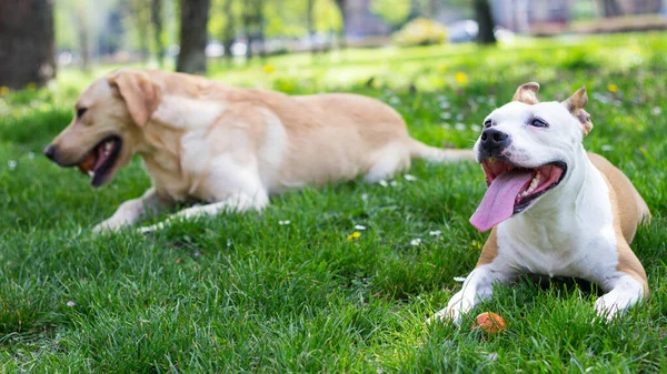 Happy dog friends playing in the park