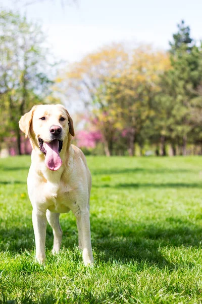 Parkta gülümseyen labrador köpeği oynuyor.