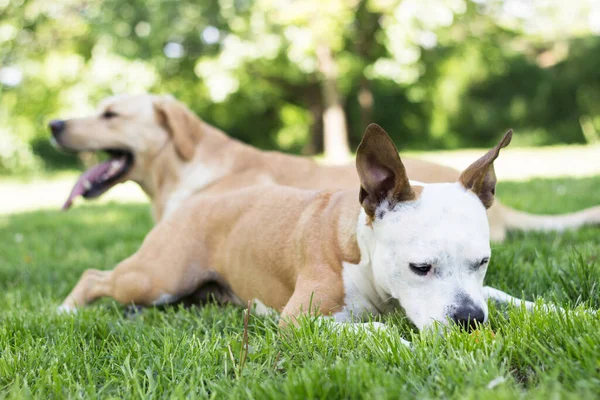 Happy Dog Friends Playing Park — Stock fotografie