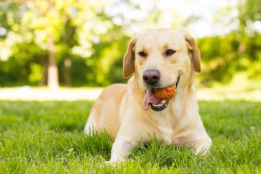 Parktaki güzel Labrador av köpeği, güneşli bir gün.
