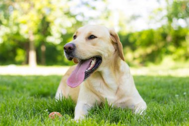 Parktaki güzel Labrador av köpeği, güneşli bir gün.