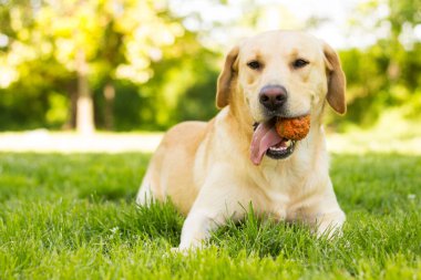 Parktaki güzel Labrador av köpeği, güneşli bir gün.