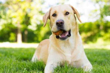 Parktaki güzel Labrador av köpeği, güneşli bir gün.