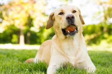 Parktaki güzel Labrador av köpeği, güneşli bir gün.