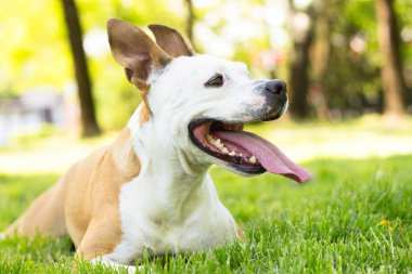 Gülümseyen köpek güzel güneşli günün tadını çıkarıyor.
