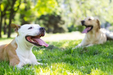 Baharın mutlu köpek arkadaşları halka açık parkta oynuyor.
