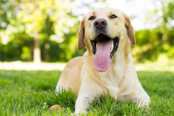 Piękny Pies Labrador Retriever Parku Słoneczny Dzień — Zdjęcie stockowe