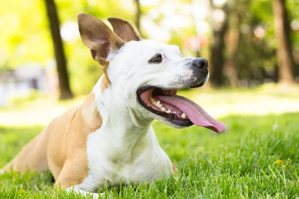 Şirin teriyer köpek portresi