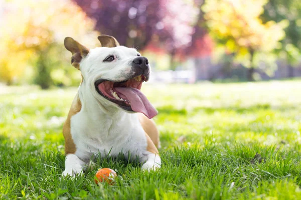 Gülümseyen köpek güzel güneşli günün tadını çıkarıyor.