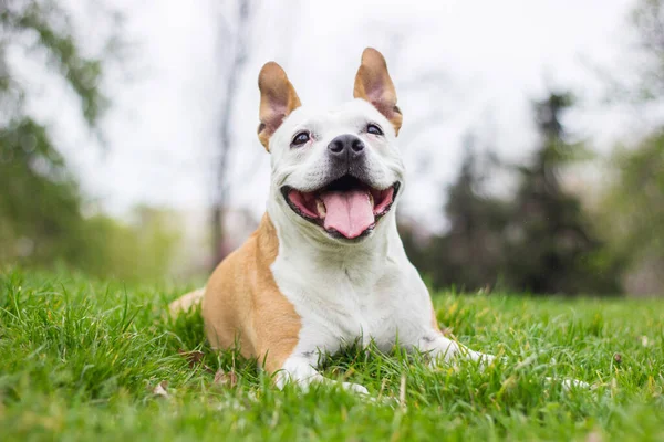 Gülümseyen köpek güzel güneşli günün tadını çıkarıyor.