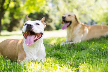 Baharın mutlu köpek arkadaşları halka açık parkta oynuyor.