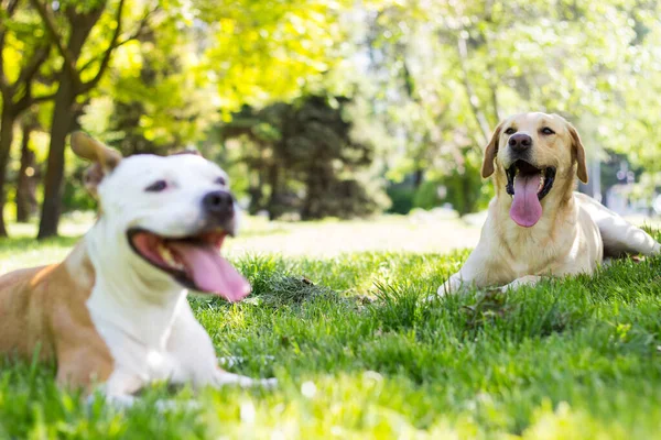Baharın mutlu köpek arkadaşları halka açık parkta oynuyor.