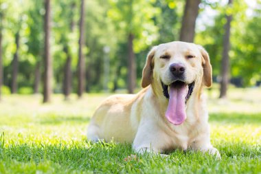 Parktaki güzel Labrador av köpeği, güneşli bir gün.