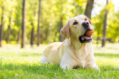 Gülümseyen labrador köpeği halka açık parkta oynuyor.
