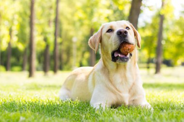 Gülümseyen labrador köpeği halka açık parkta oynuyor.