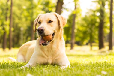 Gülümseyen labrador köpeği halka açık parkta oynuyor.