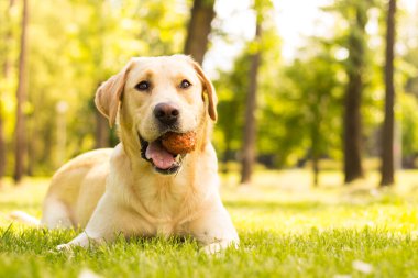 Parkta gülümseyen labrador köpeği. 