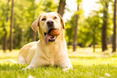 Parkta gülümseyen labrador köpeği. 