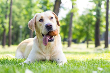 Parkta gülümseyen labrador köpeği. 