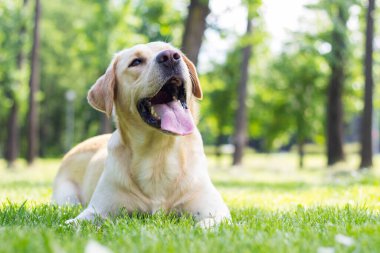 Gülümseyen labrador köpeği halka açık parkta oynuyor.